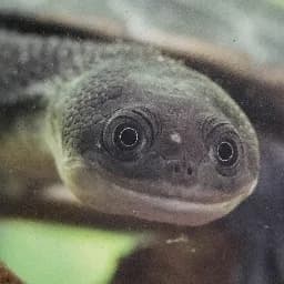 331/332's profile picture